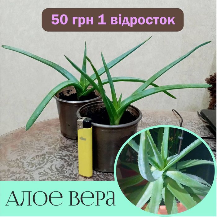 Продам Алоэ Вера