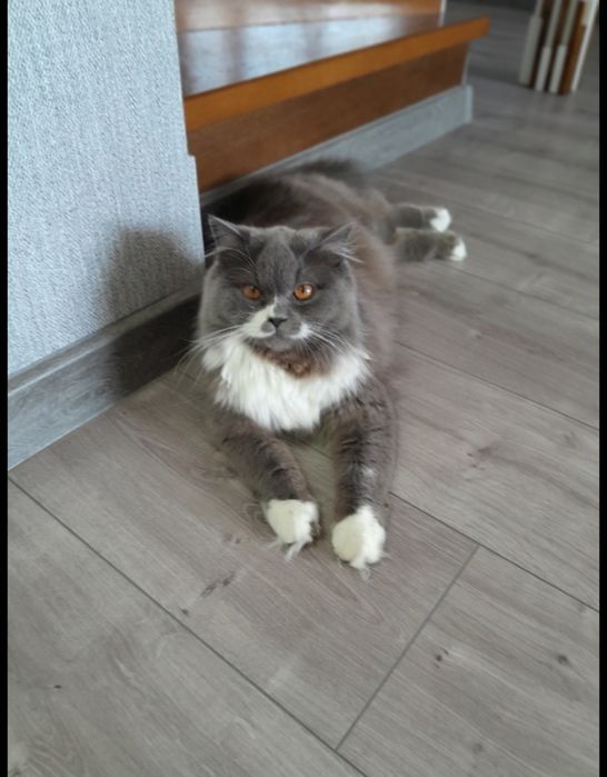 Продаються котинята ,пухнасті веслоухі .