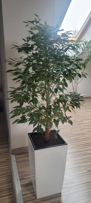 Kwiat duży Benjamin