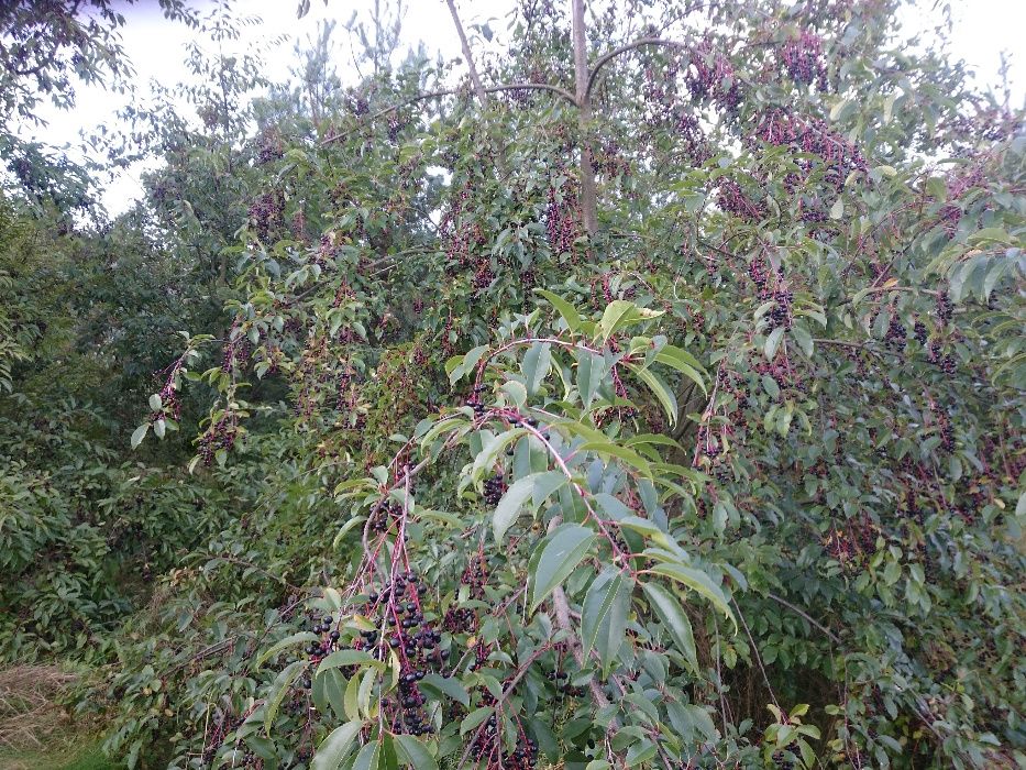 Czeremcha na rok 2024 ,owoce czeremchy, głóg,dzika róża, kalina,dereń,