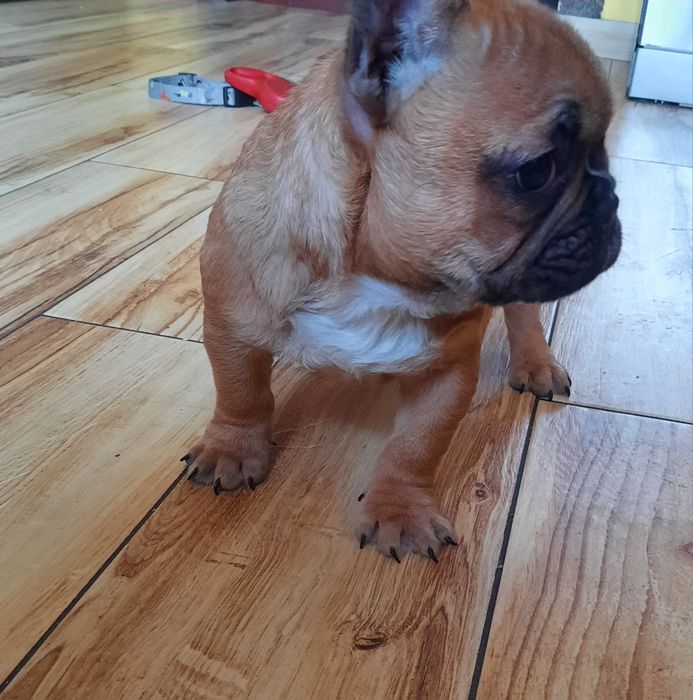 Piesek buldog francuski