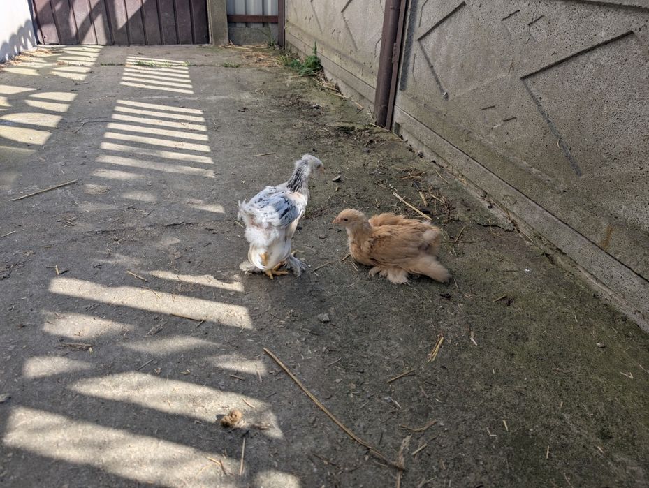 Brahma olbrzymia pisklaki