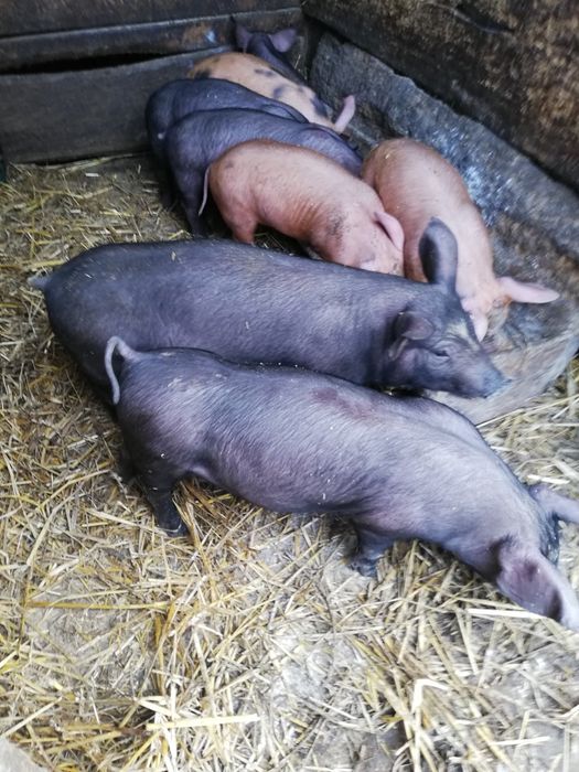 Продам  Поросята