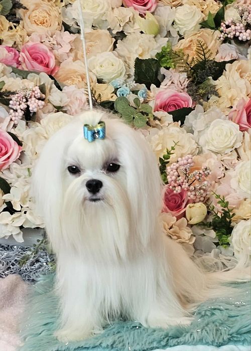 Przepiękny maltańczyk roczny ZKwP (FCI)