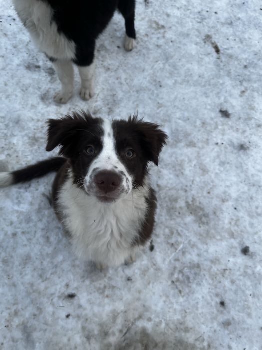 Border collie suczka