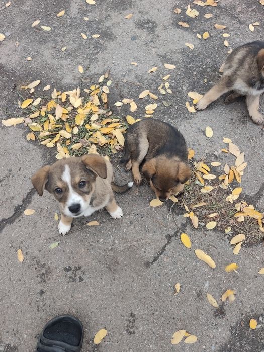 Цуценята в добрі руки