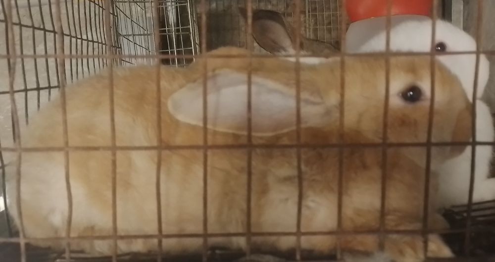 Продаються кролики 2 місяці