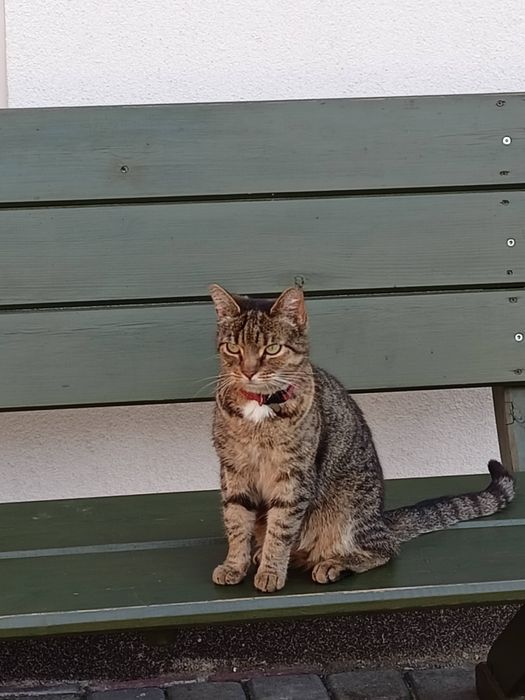 Zaginęła Kotka  Chełmno Nagroda