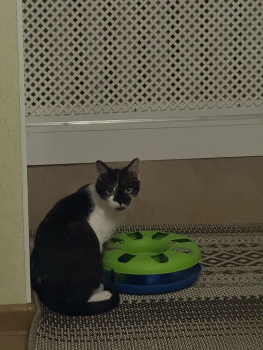 Котик безкоштовно