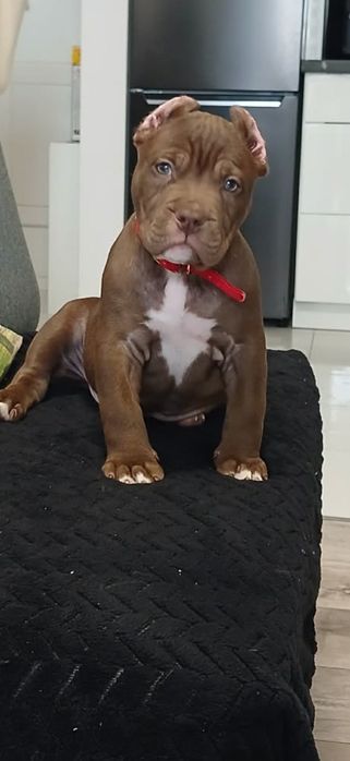 American Bully suczka