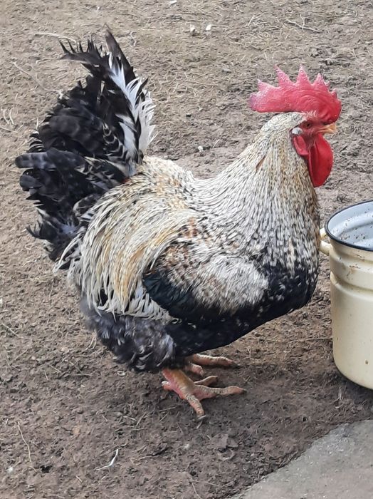 Півень майстер грей