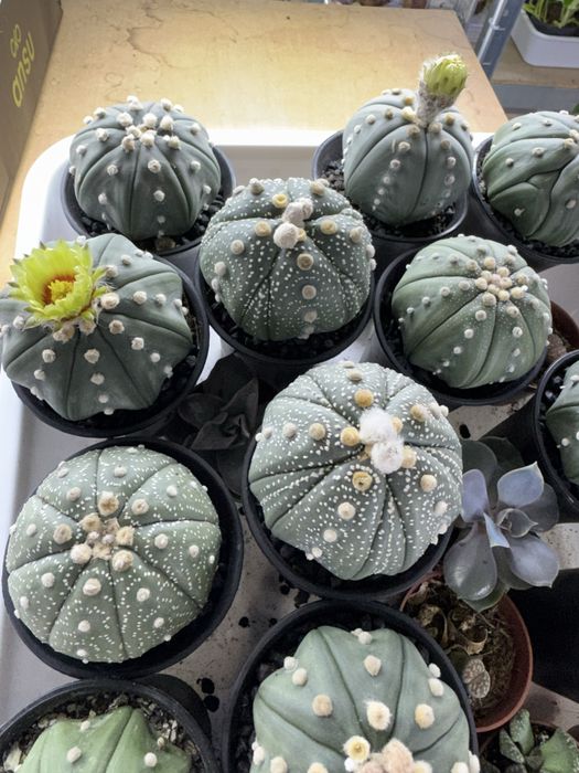 Cactus кактус кактуси сукуленти  cactus succulent еуіорбія euphorbia