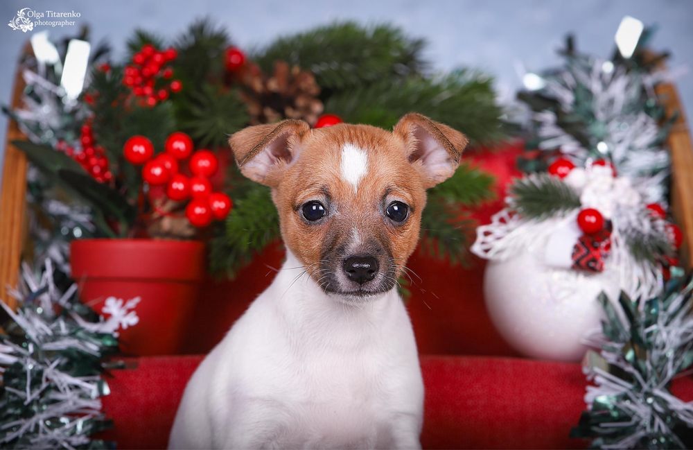 Цуценята американського той фокс терієра