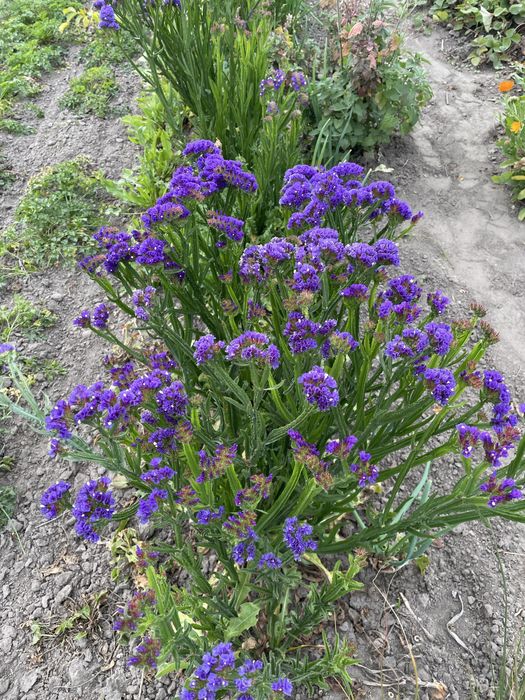 Букет сухоцвіт зі статиці (кермек)