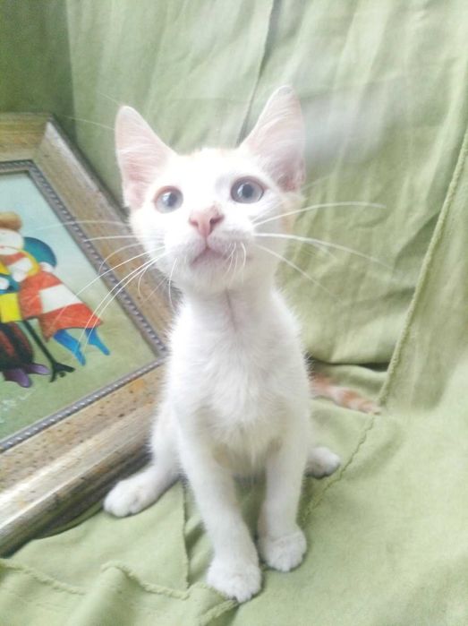 Котята рыжики в добрые руки бесплатно