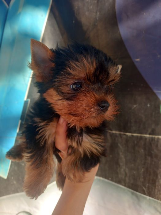 Милая  Девочка Йоркширский терьер