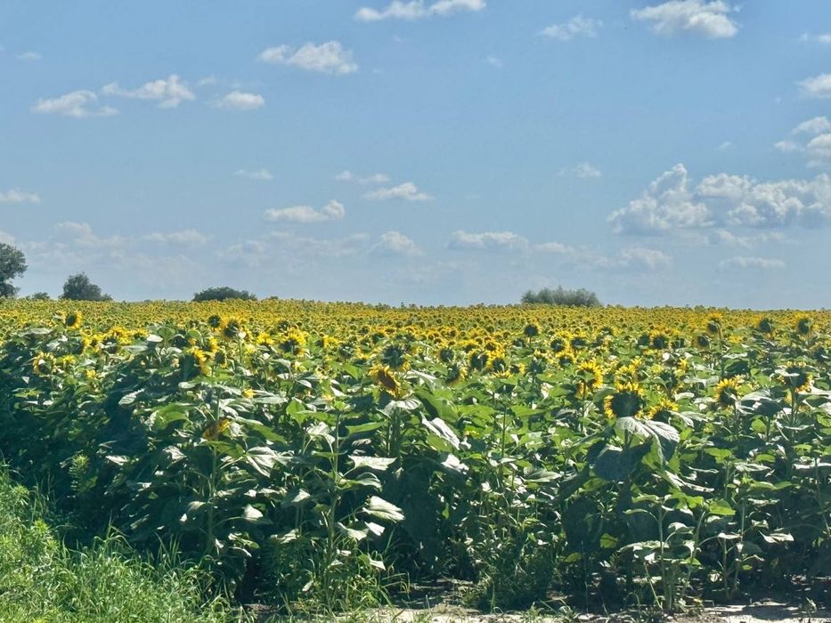 Земельна ділянка 107 га в Бучанському районі