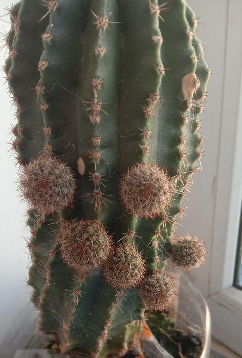 Цветы для дома или офиса: кактусы и «тещин язык»