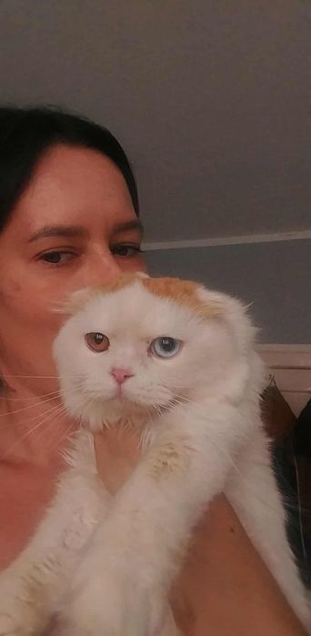 Kocurek szkocki zwislouchy  rod WCF