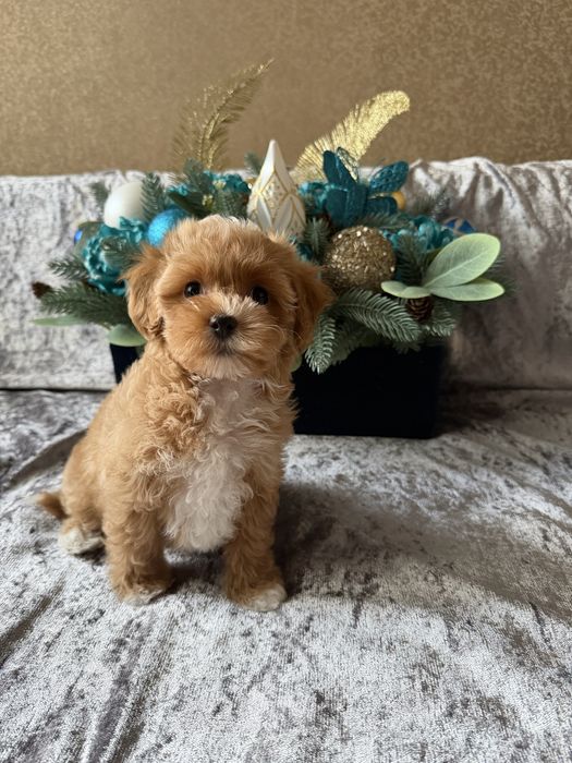 Іграшковий хлопчик мальтіпу