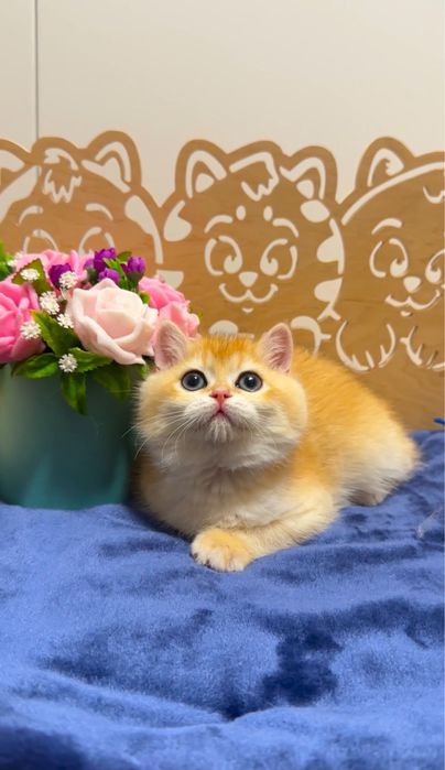 Плюшева красунечка