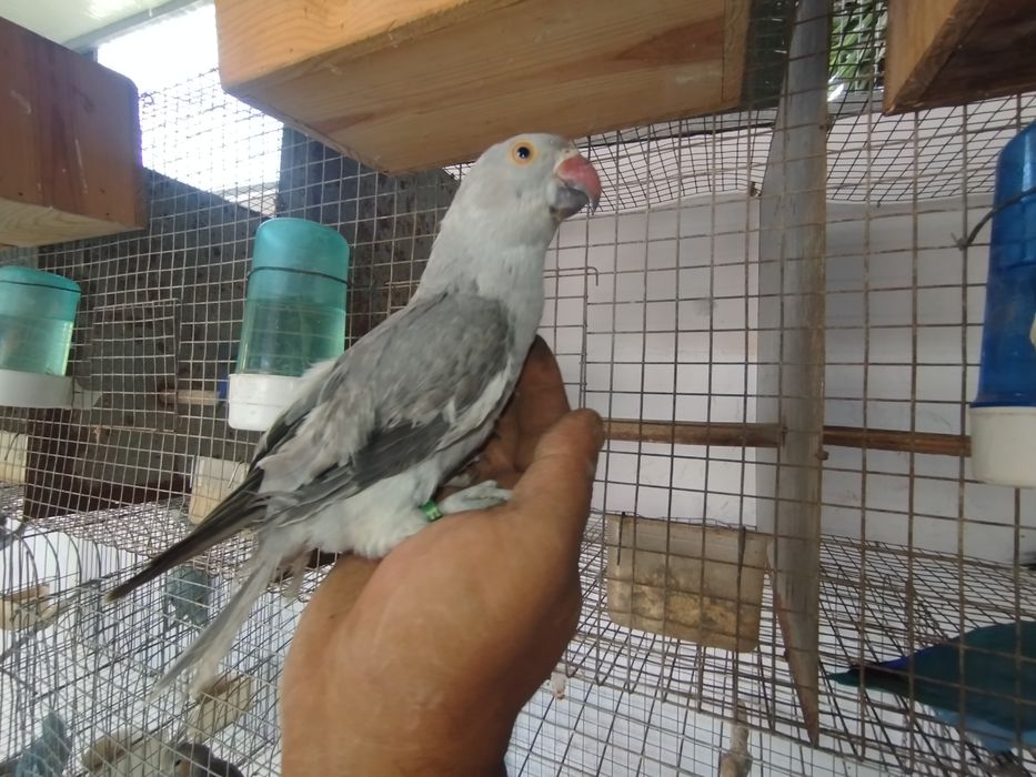 Ring necks bebés