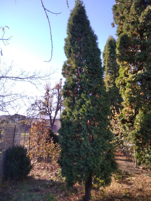 Продам Туя (західна пірамідальна)
