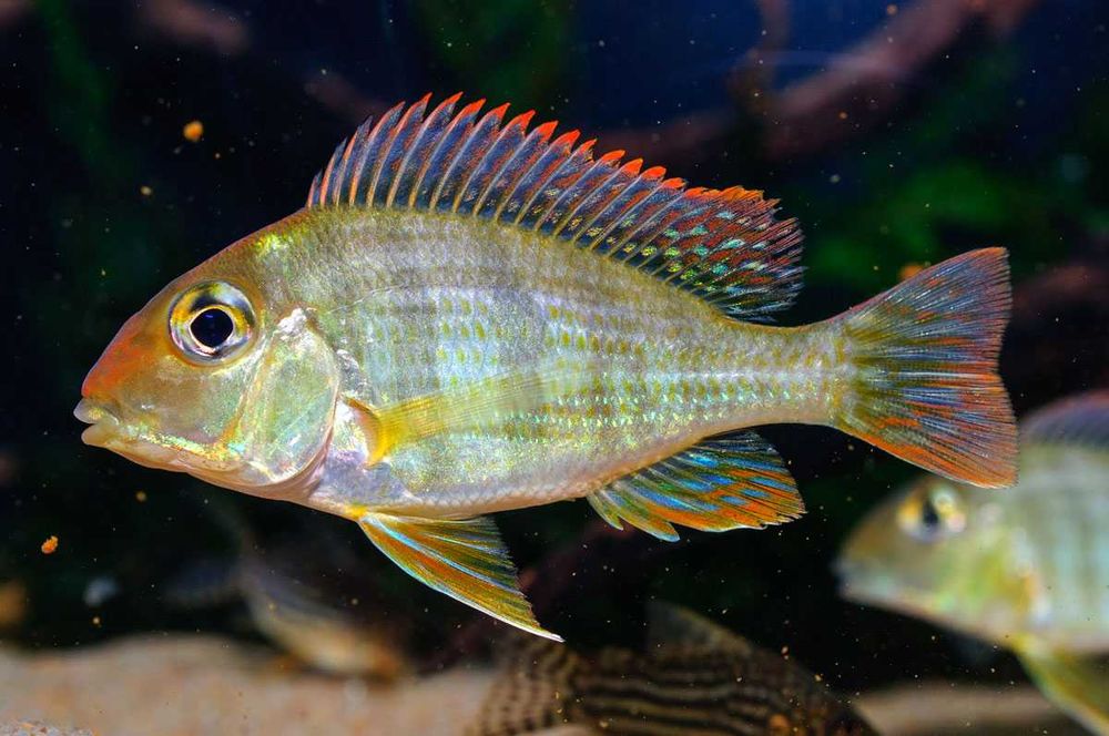 GB Ziemiojad Red Head Tapajos - dowóz ryb!