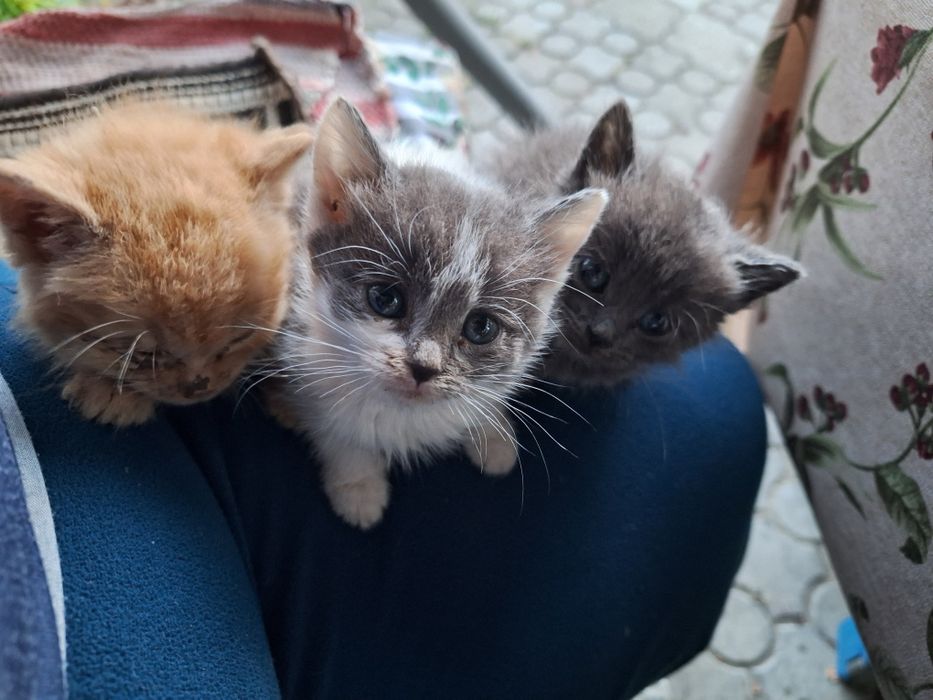 Віддам кошенят в добрі руки