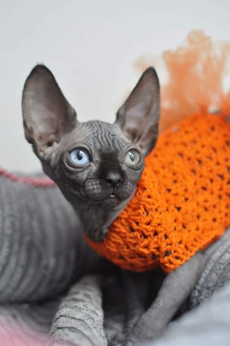 Kotka sfinks z heterochromią