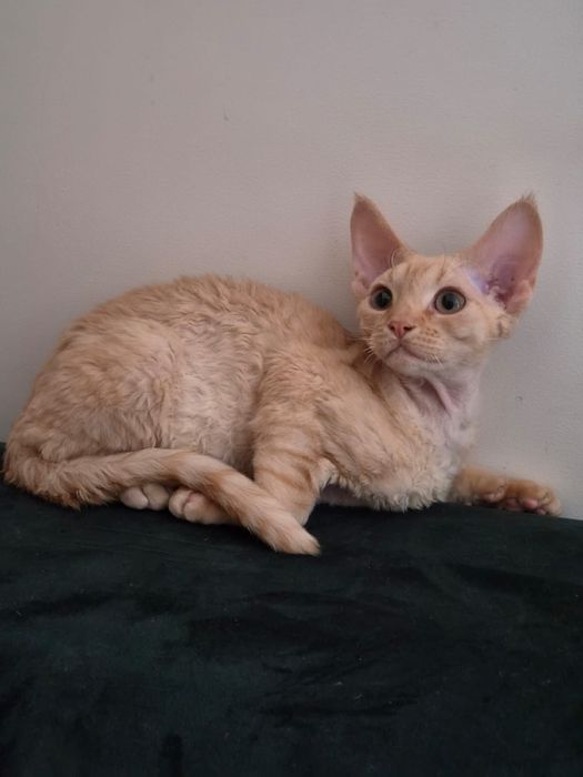 Kot devon rex, rudy kocurek FPL, FIFE