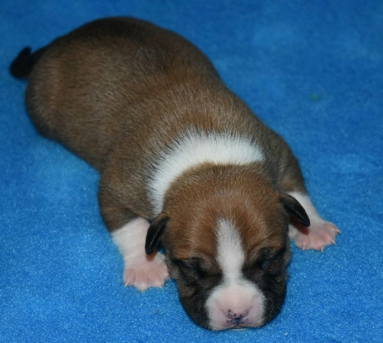 American Staffordshire Terrier piesek, New York