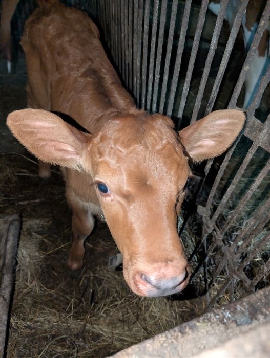 Продам теля два тижні