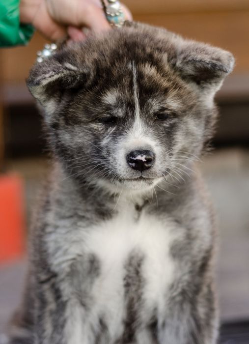 Акита ину з документами