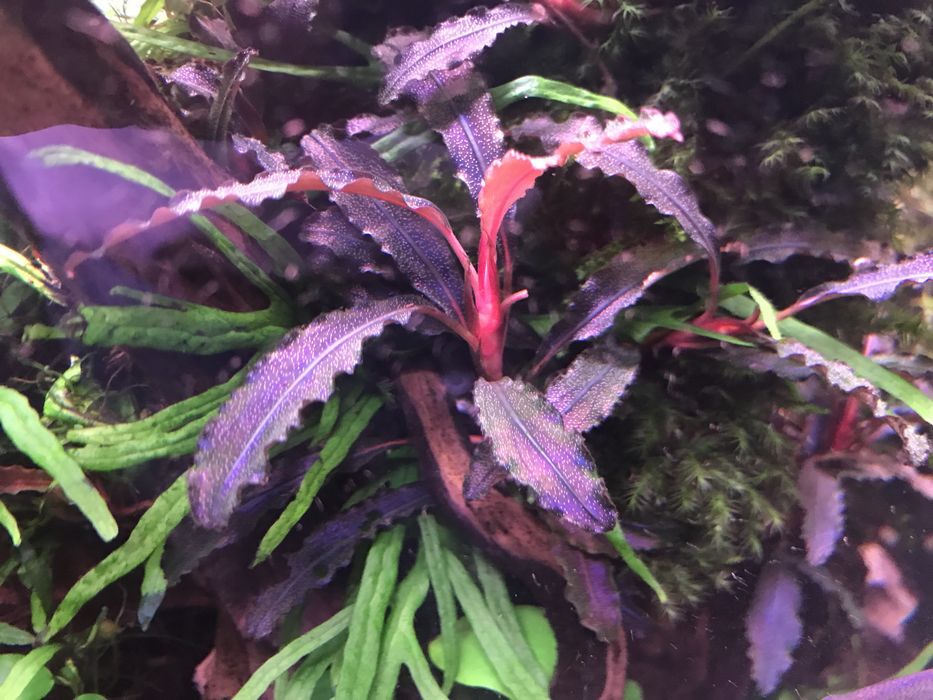 Plantas aquário, musgos e camarões