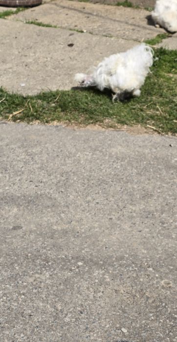 Kury  ozdobne  silki USA