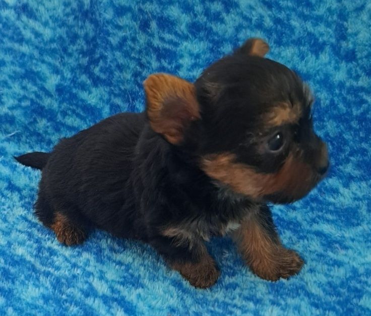 Yorkshire terrier super  Mini  toy