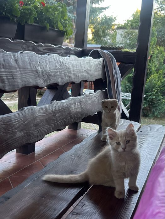 Котики , 3 місяці