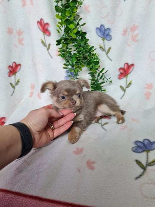 Excecional mini pelo comp Chihuahua/Chiuaua de Qualidad,LinhagemRussa