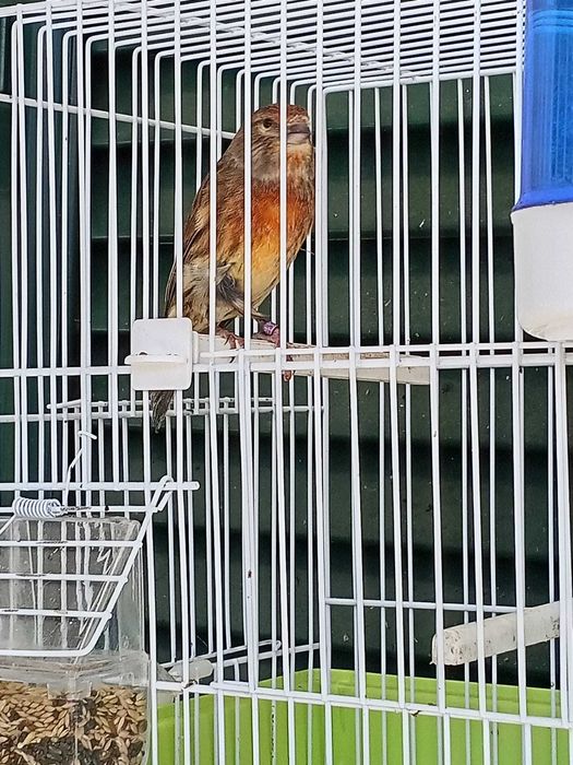 AVIS Nascido em 2023 anilhado