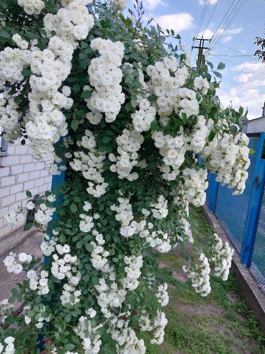 Роза вьющаяся белая