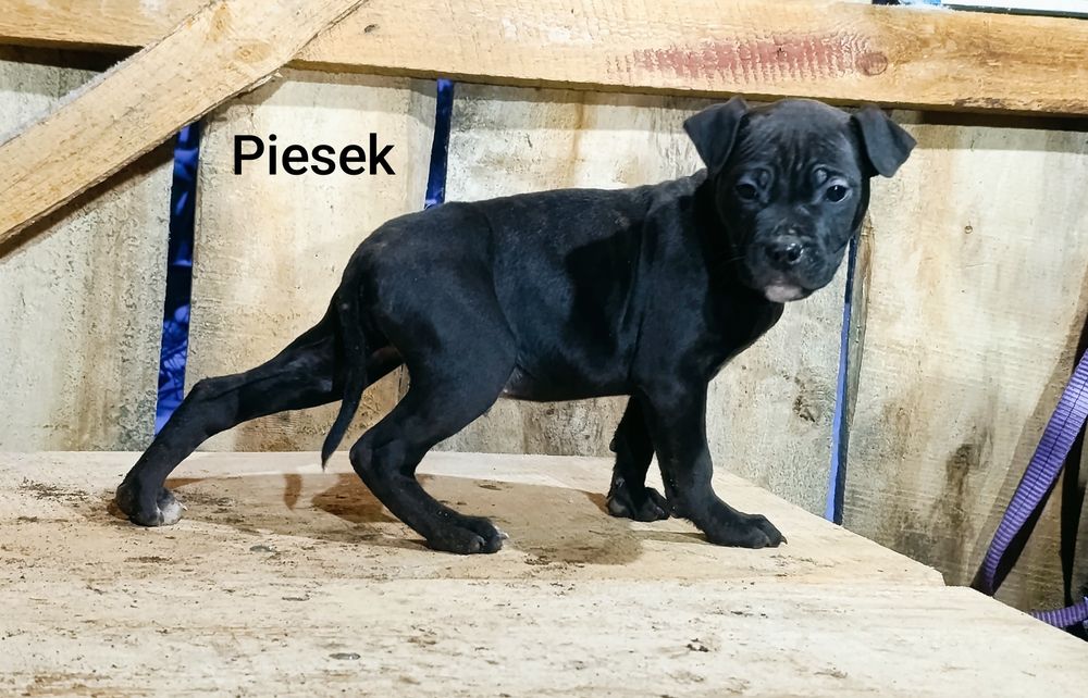 3  miesięczne amstaffy