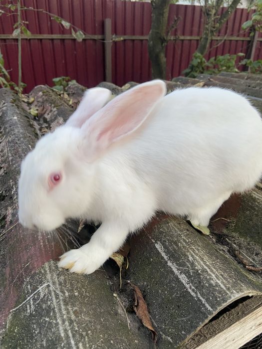 Кролі, кролики, самці