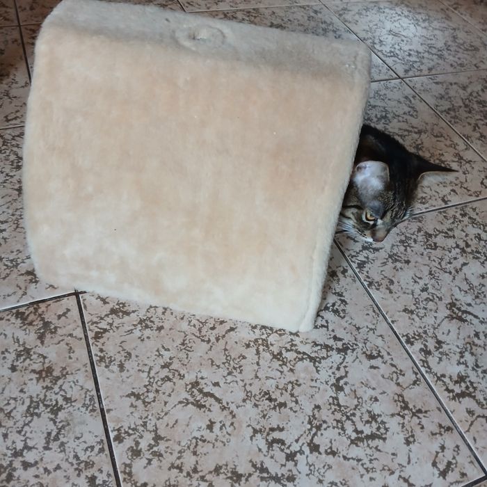 Кошкин дом и когтеточка. Котячий будиночок та драпка