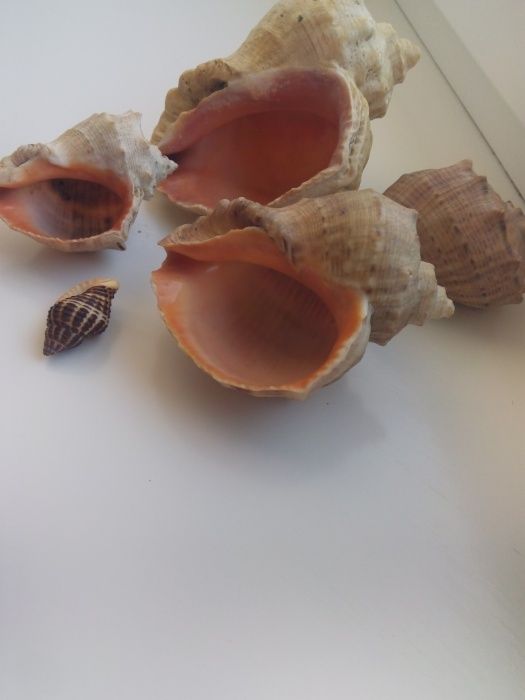 Ракушки 5 шт разного размера для аквариума,интерьера