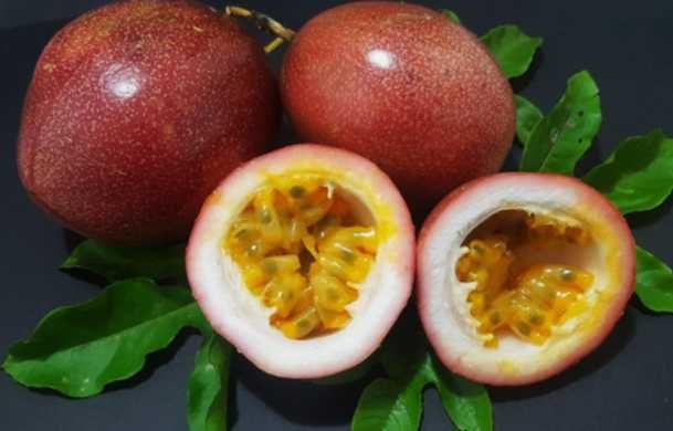 Planta de maracujá diversas variedades