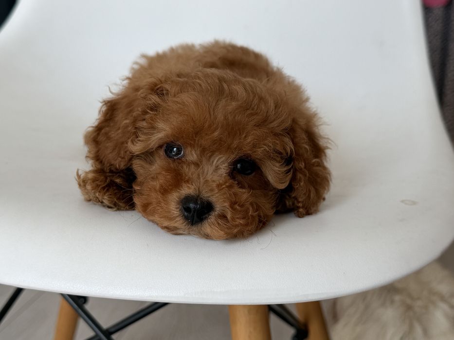Cavapoo - suczka ;)