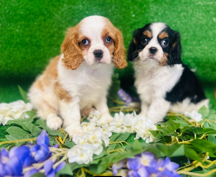 Cavalier King Charles Spaniel- z rodowodem
