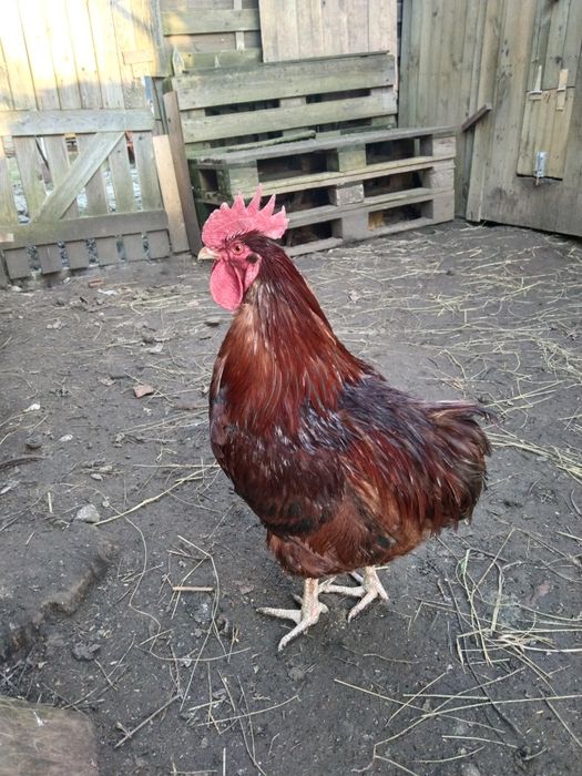 Kogut dwu letni za 4 piwa oddam
