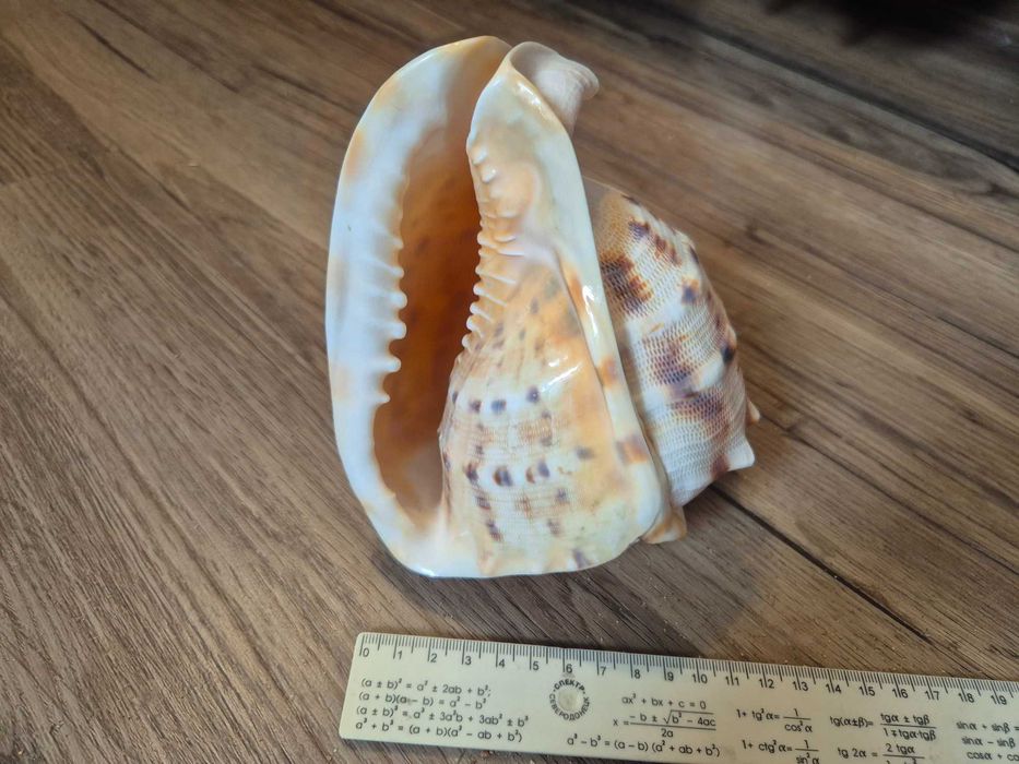 Duża muszla morska Cassis Cornuta nr 5 + GRATISY